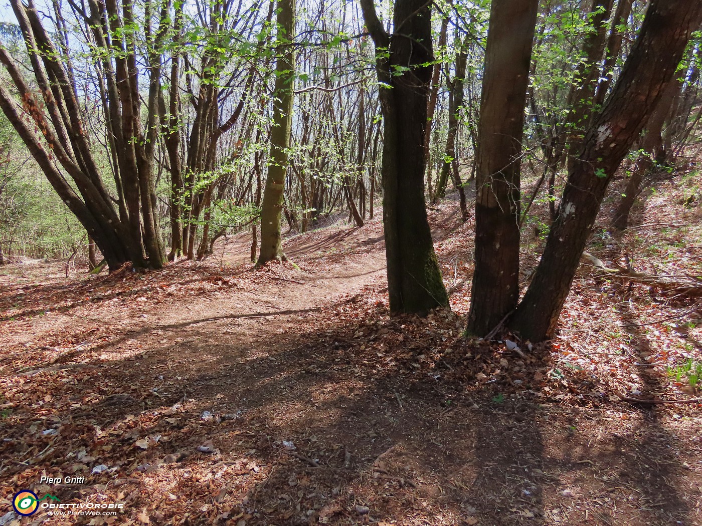 64 Bella la discesa su comodo sentiero tra maestosi carpini neri.JPG